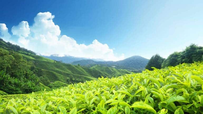 Harrison’s Malayalam tea estates, Wayanad, Kerala. (Photo: Wikimedia Commons)