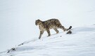 Travellers spot snow leopard walking along Spiti road, video goes viral