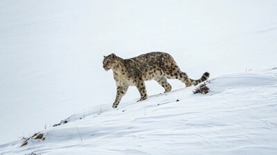 Uttarakhand prepares to launch its Snow Leopard Tour, opening high Himalayan regions like Gangotri to controlled winter wildlife tourism. (Representative Image: Canva)