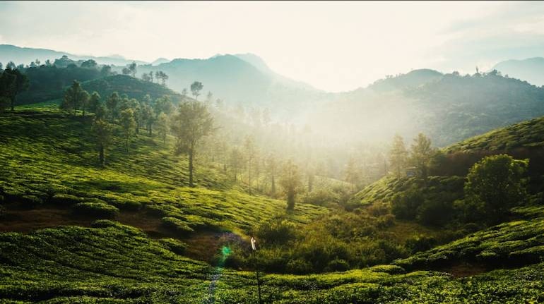 Wayanad: Kerala's colonial era hill station serves tea and wildlife ...