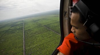 An aerial view of palm oil plantations in Merang during an aerial tour of the Sumatran forest taken by Greenpeace and South Sumatra Governor, Alex Noerdin on December 10, 2010 in District Musi Banyuasin, Palembang, South Sumatra, Indonesia. (Photo by Ulet Ifansasti/Getty Images)