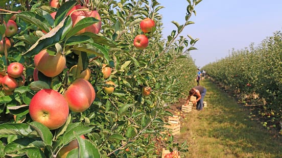 Kashmir's apple boom sows a health crisis; chemical exposure linked to spike in brain tumours
