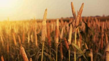 El Nino will raise electricity demand, but can hurt farm sector