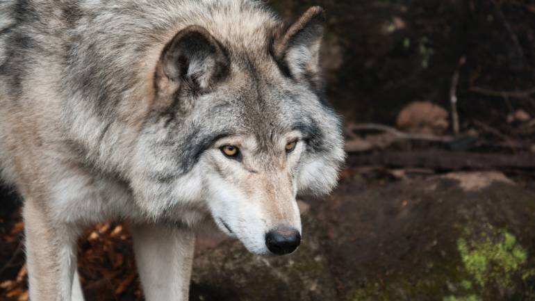 (Photo by Steve/Pexels)