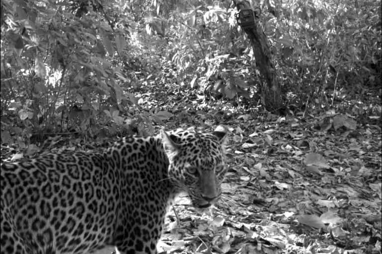Various studies have shown that climate change is increasingly pushing tigers and leopards further north in search of suitable habitat, encroaching on the territory of snow leopards. Photo by CSIS at MSU/Flickr.