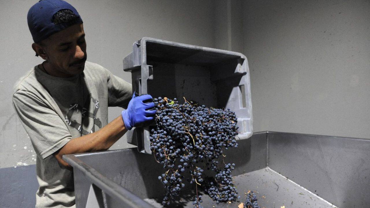 A worried wine sector has received a welcome boost from Economy Minister Sergio Massa in recent days. As it did last year with soy -- the main export product of a country subject to wild exchange rate swings -- the government announced it would apply a separate, preferential rate for wine exporters more favorable than the official rate of 210 pesos to the US dollar. (Source: AFP)