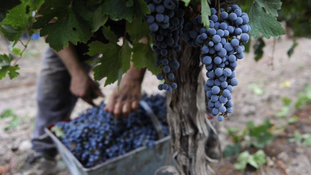 Frost, hail, extreme temperatures and drought... the vines suffered much these past months. Cellar master Jose Mounier shows AFP the damage caused by frost at the flowering stage to a cluster of cabernet franc grapes, misshapen beyond recognition. "Fewer grapes means more work," he explained -- with pickers having to separate healthy grapes from damaged ones by hand. "We must still create a wine with these problems in mind," he said. (Source: AFP)