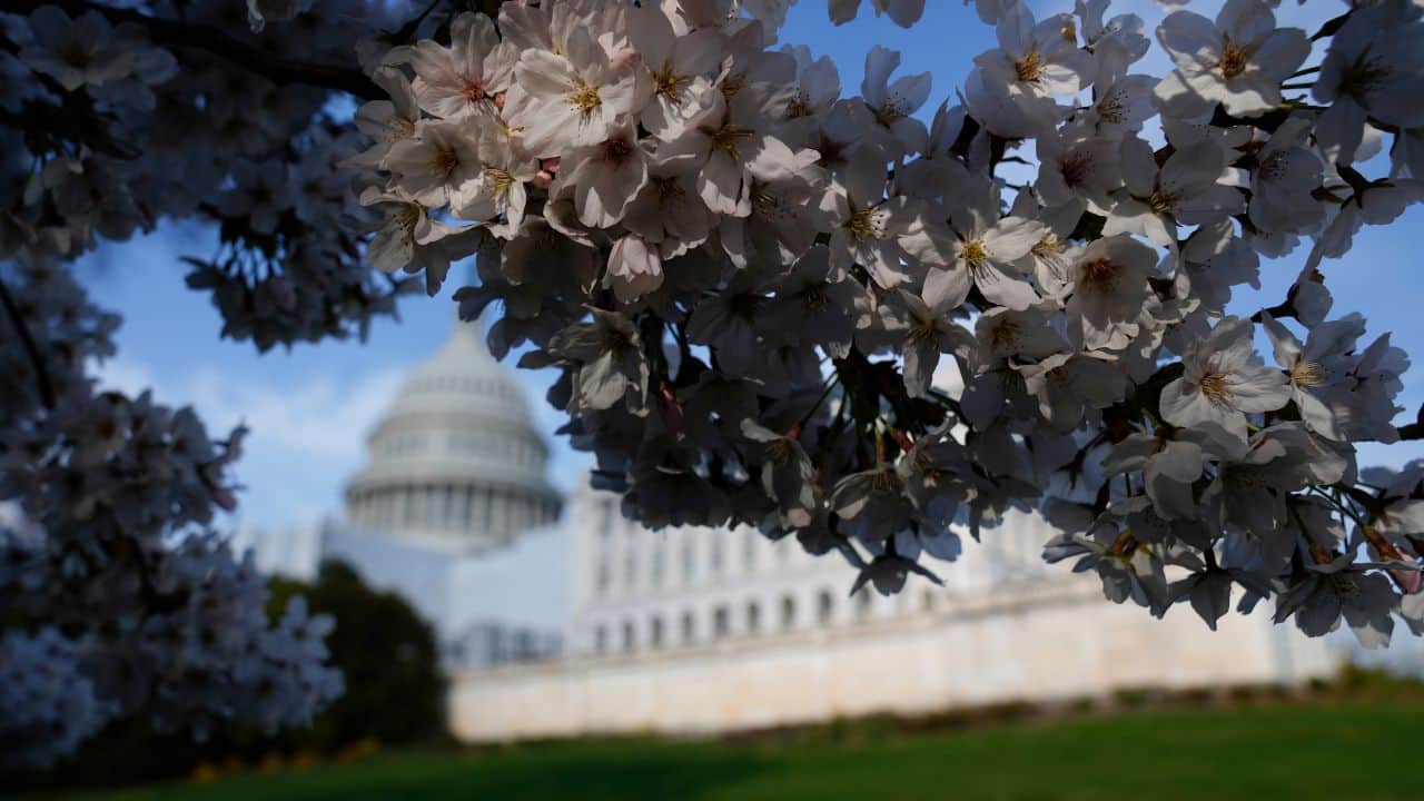 Care, 'magic' help DC's cherry blossom trees defy age