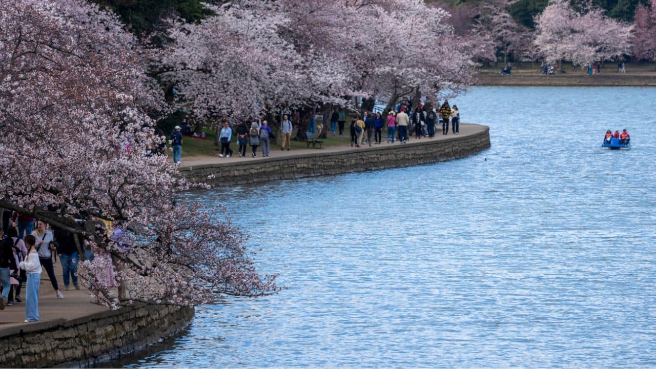 Care, 'magic' help DC's cherry blossom trees defy age: See Pics