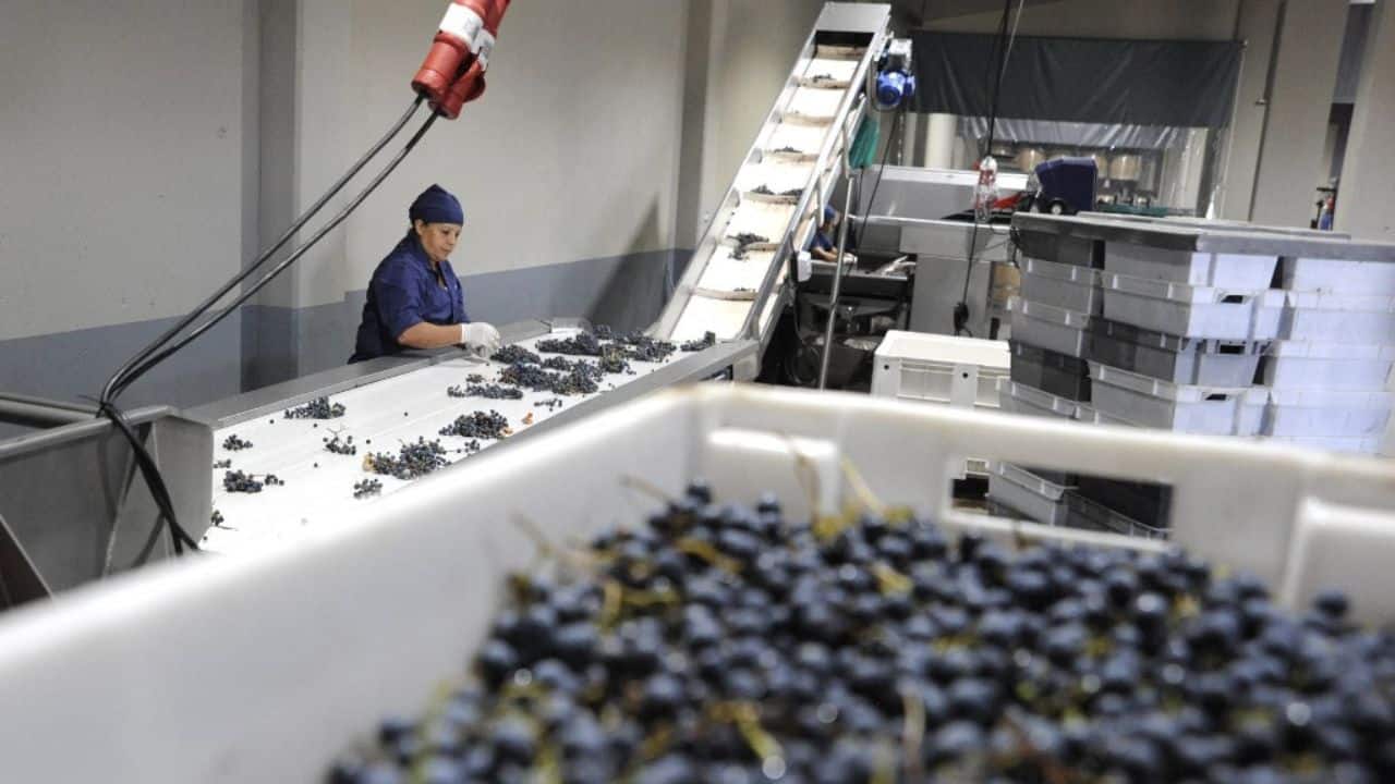 It has been dubbed the "Malbec dollar" by local media. Yet, wine producers expect the hardships will continue this coming season. (Source: AFP)