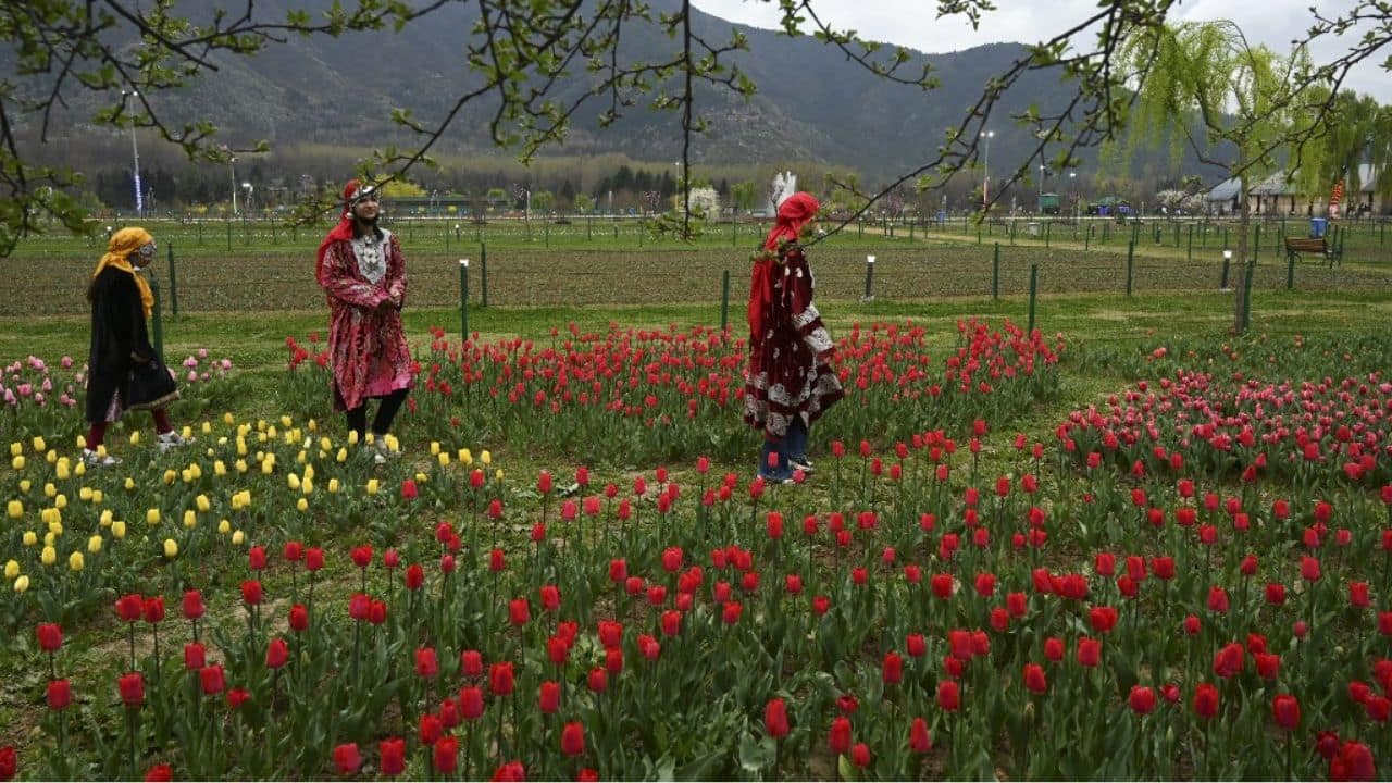 The Indira Gandhi Tulip Garden, Asia’s largest tulip garden, ensconced between Dal Lake and the Zabarwan hills here opened for the public on March 19. (Image: AFP)