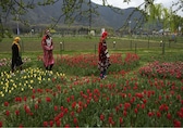 Kashmir's Indira Gandhi Tulip Garden opens for public