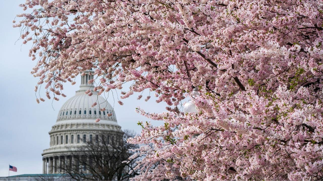 Care, 'magic' help DC's cherry blossom trees defy age: See Pics