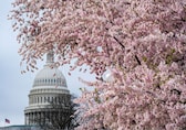 Care, 'magic' help DC's cherry blossom trees defy age: See Pics