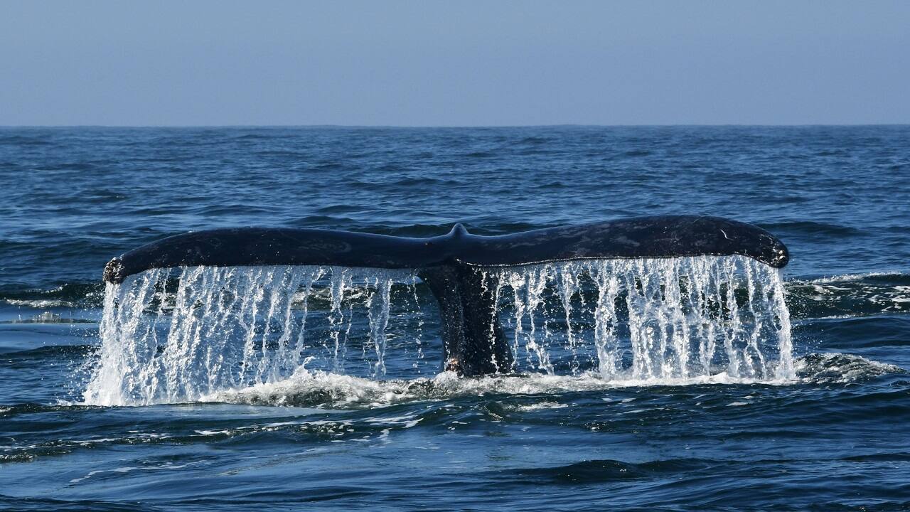 A landmark UN treaty is poised to curb exploitation of the ocean