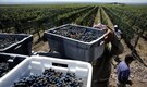 Australian farmers rip out millions of vines amid wine glut