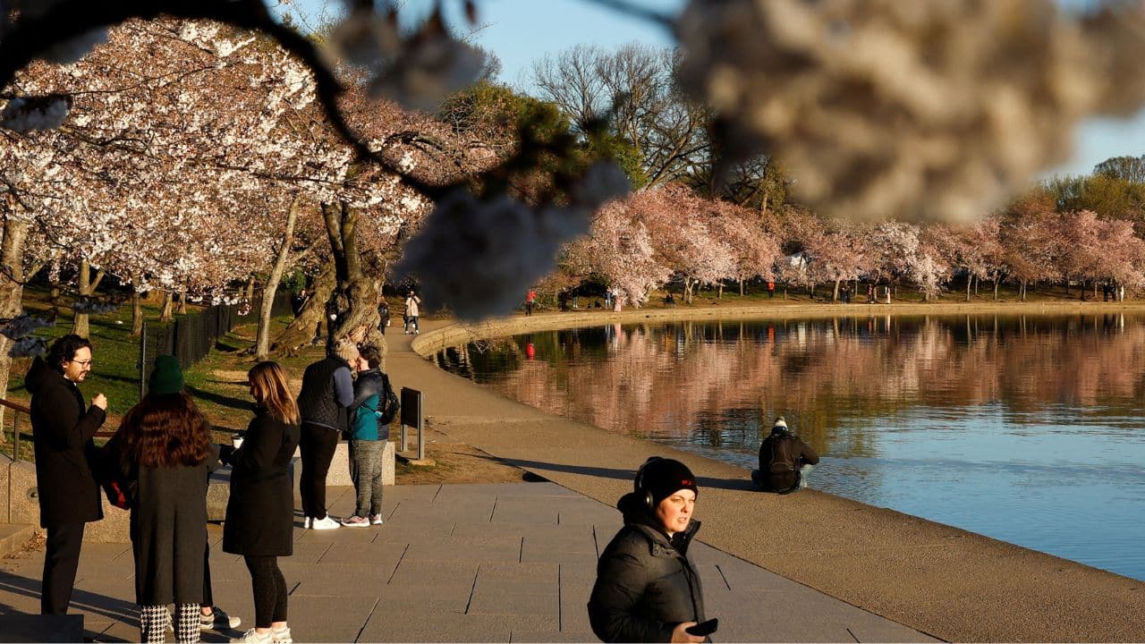 People walk at sunrise amongst the cherry blossoms, which officials expect to reach their peak in the next few days, along the Tidal Basin in Washington, U.S. March 20. (Source: Reuters) People walk at sunrise amongst the cherry blossoms, which officials expect to reach their peak in the next few days, along the Tidal Basin in Washington, U.S. March 20. (Source: Reuters)