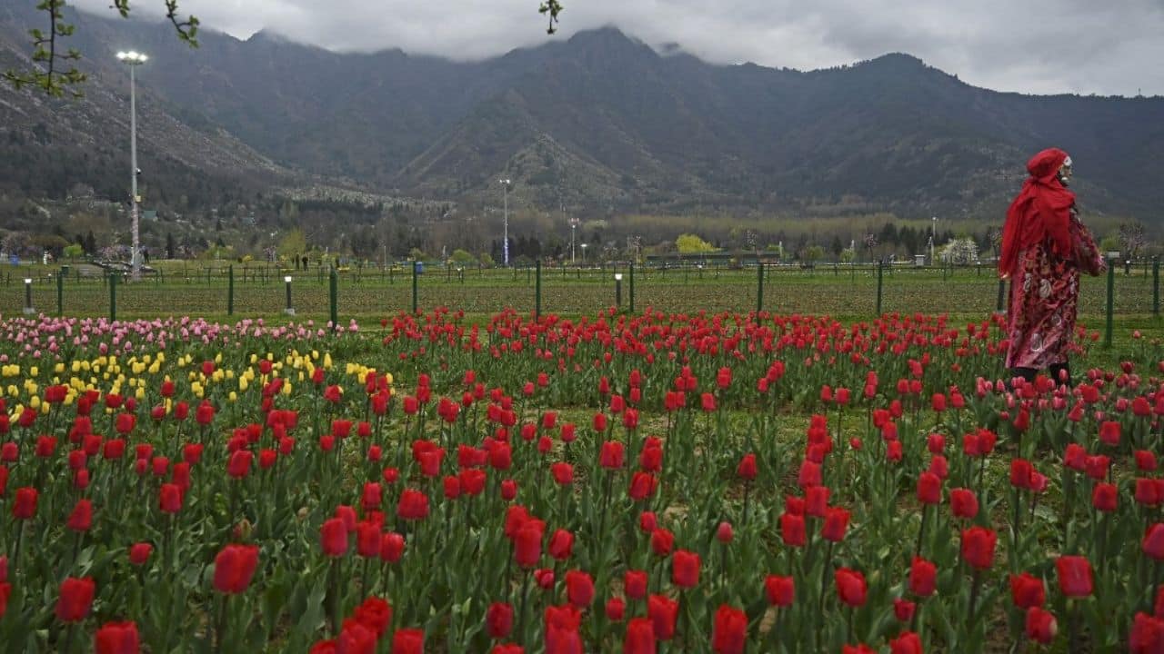 Besides 15 lakh tulips of various colours and hues, the garden, also known as Siraj Bagh, has other spring flowers, such as hyacinths, daffodils, muscari and cyclamens, on display, said Inam-ul-Rehman, in-charge of the garden. (Image: AFP)