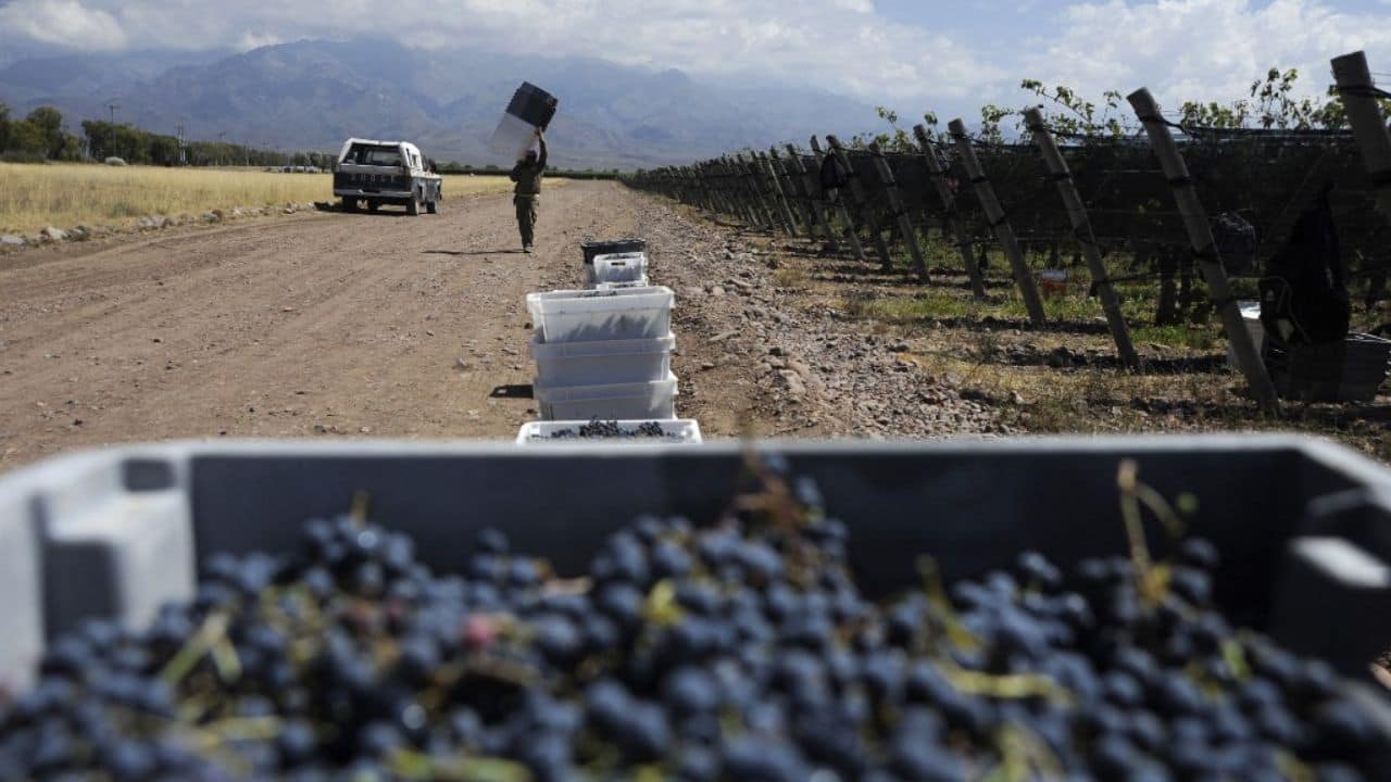 For Argentina as a whole, the 2023 harvest will not exceed 15.4 million tons of grapes, according to projections by the National Institute of Vitiviniculture (INV). This is about 40 percent less than a "normal" year for a country that oscillates between five and seven on the world's top-ten wine producers' list. (Source: AFP)