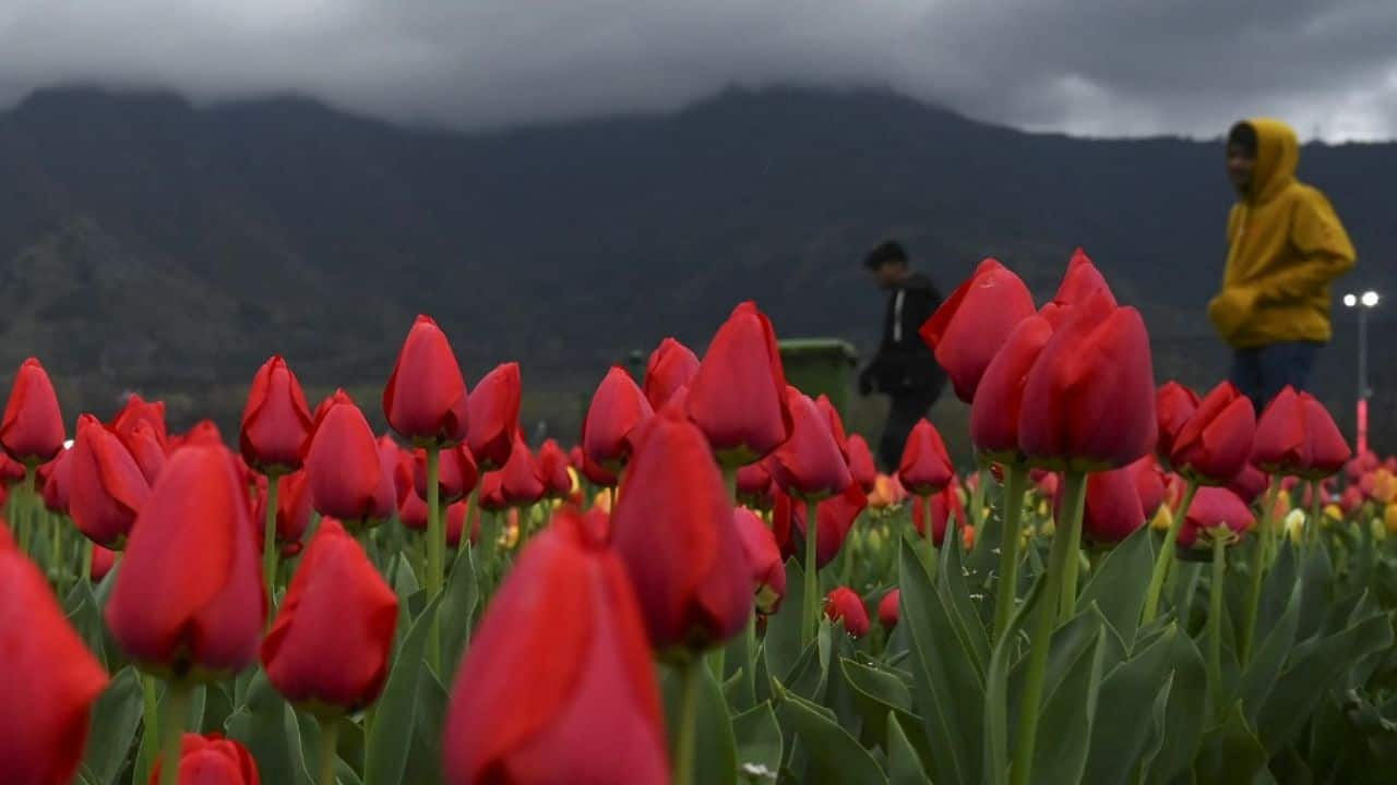 Kashmir's Indira Gandhi Tulip Garden opens for public