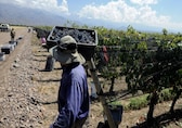 Race against time to rescue Argentina wine grapes: See Pics