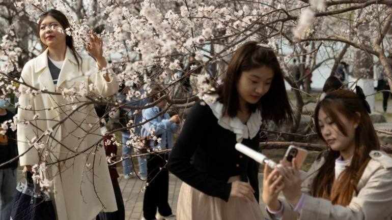 Care, 'magic' help DC's cherry blossom trees defy age: See Pics