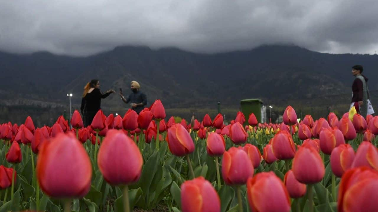 Kashmir's Indira Gandhi Tulip Garden opens for public