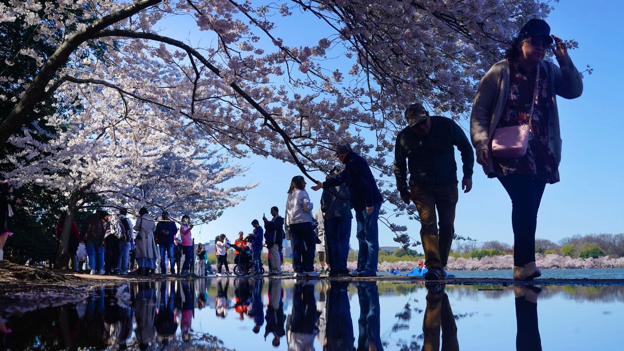 Care, 'magic' help DC's cherry blossom trees defy age: See Pics