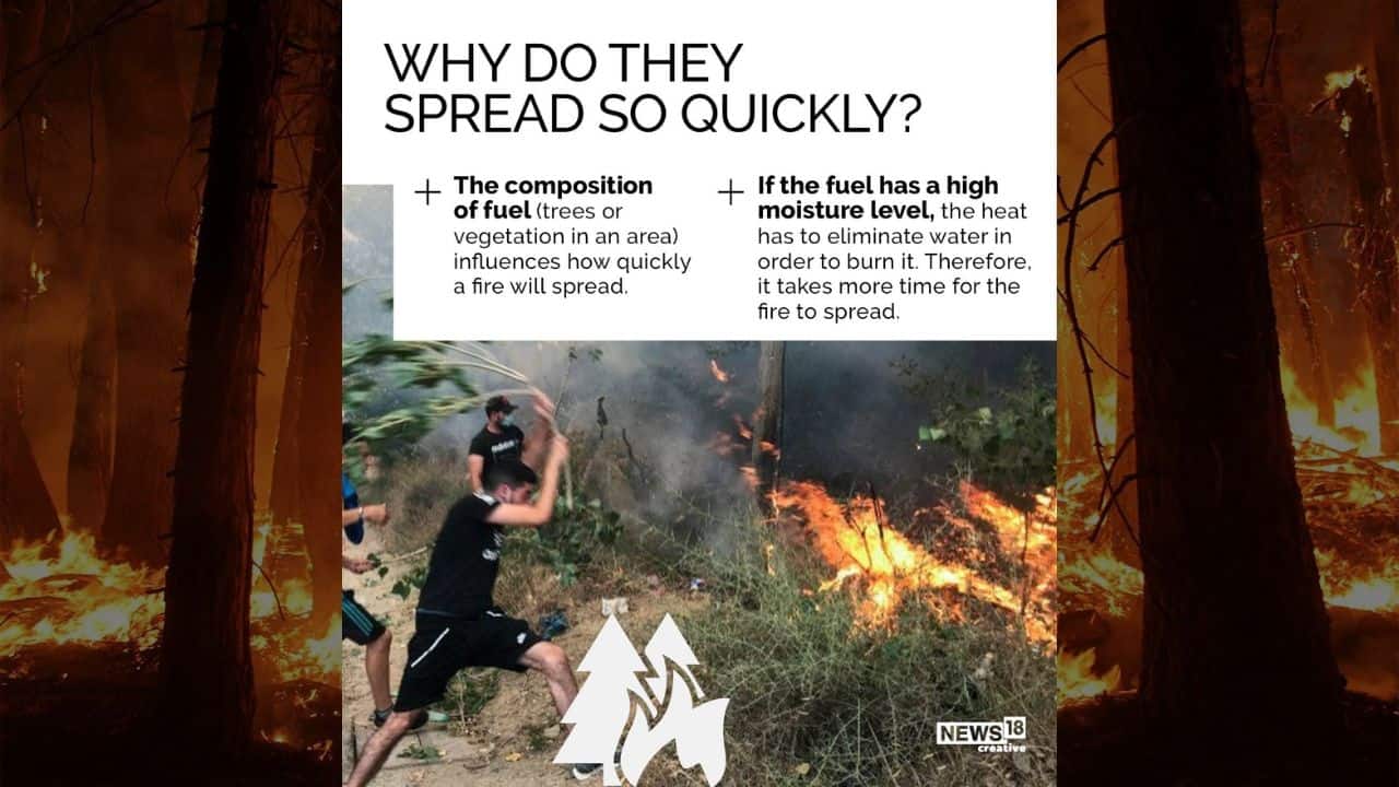 The composition of fuel (trees or vegetation in an area) influences how quickly a fire will spread.