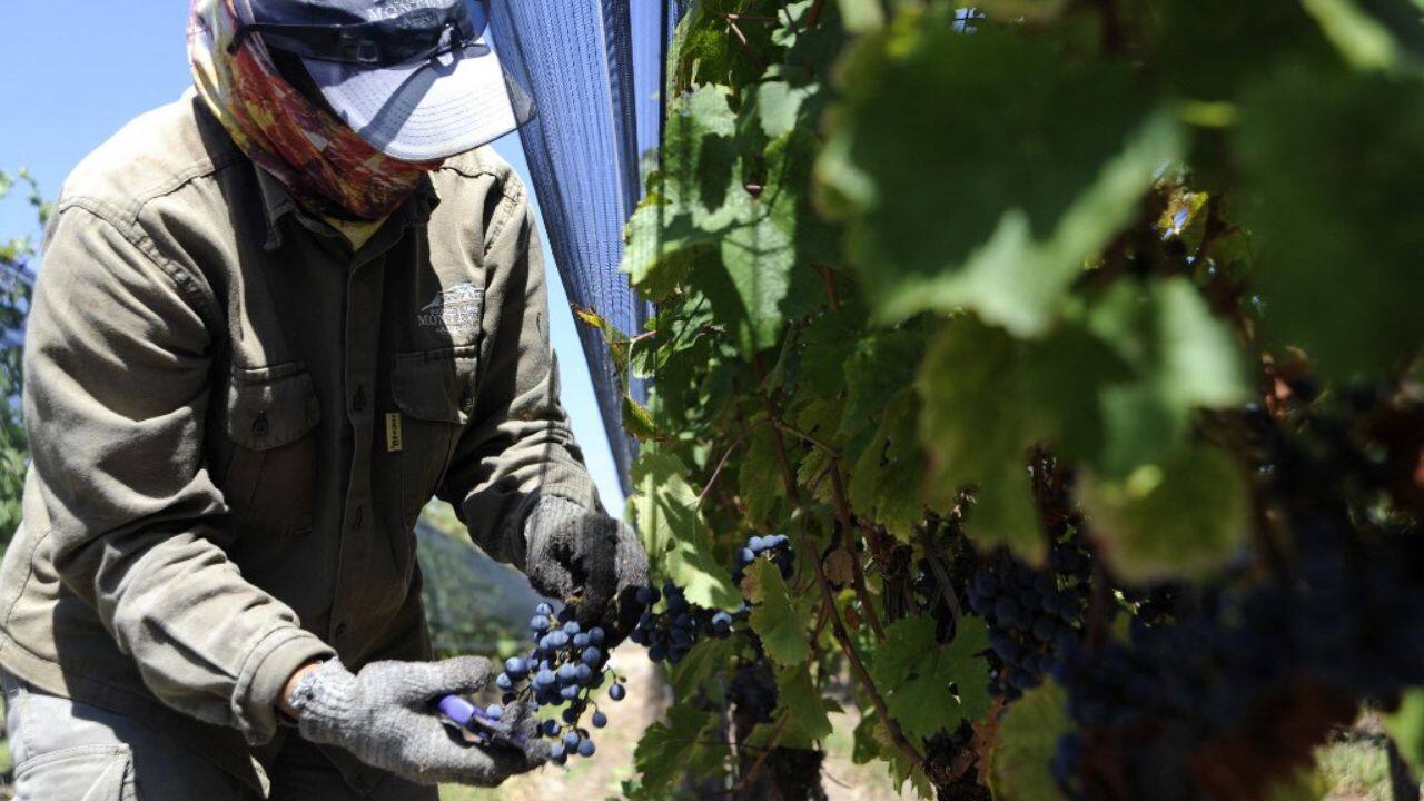 "We hurry... because we are afraid of another frost," enologist Marcelo Pelleriti of the Monteviejo winery told AFP. "In a year like this, anything is possible," he added of "one of the most difficult (seasons) in the wine history of the province of Mendoza" where 78 percent of Argentina's wine comes from, mainly reds. (Source: AFP)