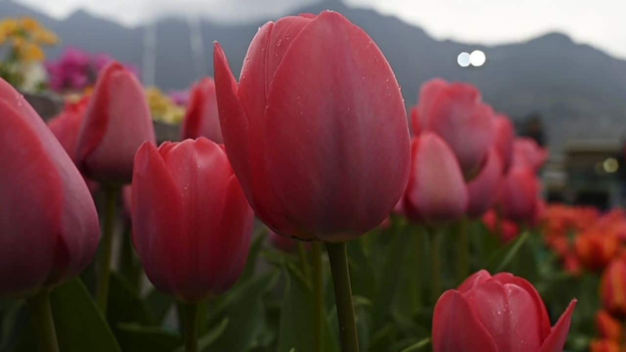 Expressing a hope that this year’s visitor footfall surpasses last year’s numbers, Sinha said a new tulip garden will be opened in April in Sanasar area of the Jammu region in which 2.75 lakh tulips of 25 varieties will bloom. (Image: AFP)