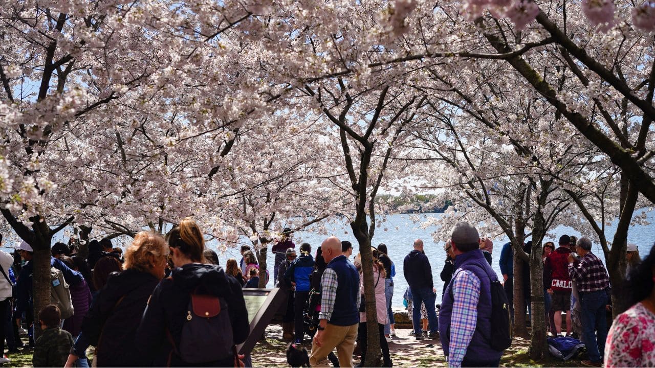 Care, 'magic' help DC's cherry blossom trees defy age: See Pics