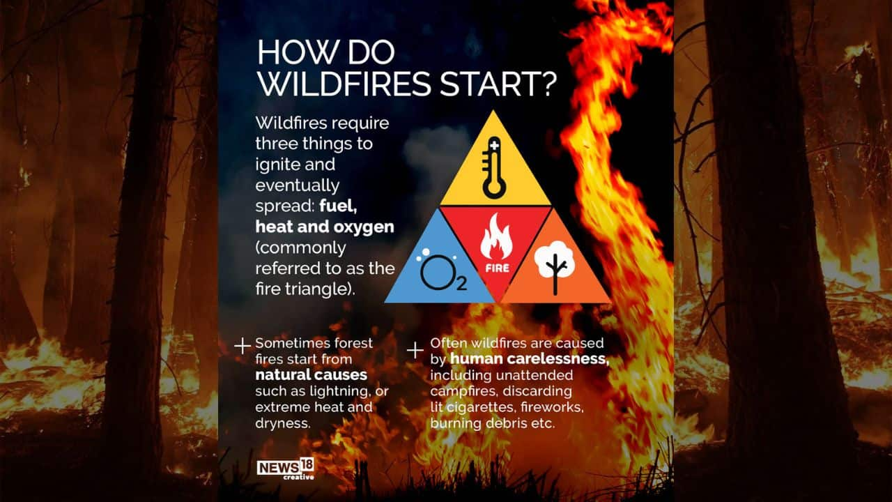 Explainer: How Wildfire Starts And Spread; All You Need To Know