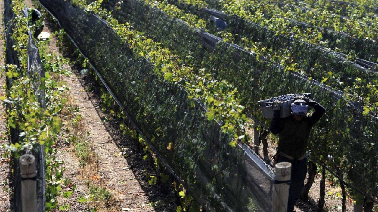 Monteviejo -- a large vineyard between 1,000 and 1,200 meters above sea level -- expects to have a harvest 50 percent smaller than last year. Some others in the region lost everything. (Source: AFP)
