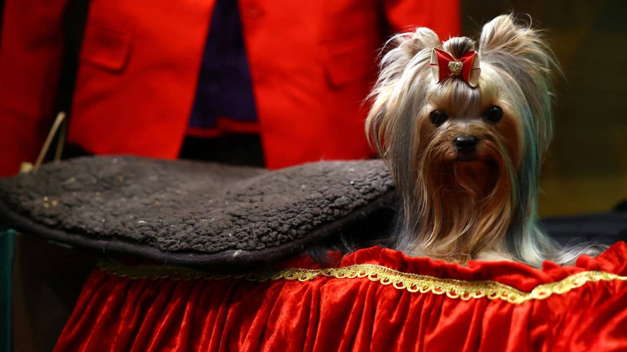 In Pics Top dogs compete at Britain's Crufts Dog Show 2023