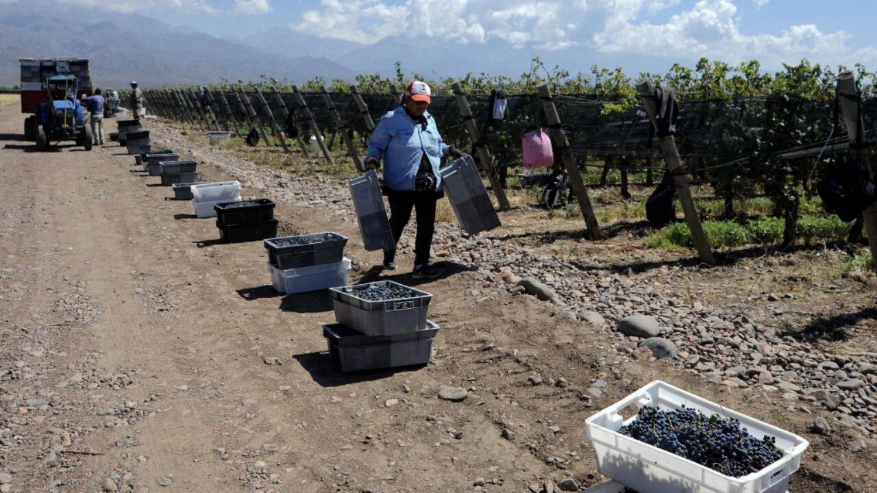 It is a race against time in the fabled Mendoza wine region in the west of the South American country once again in the grip of La Nina, a periodic weather phenomenon that cools surface temperatures and intensifies drought. (Source: AFP)