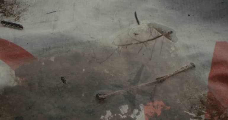 The plane shot from the documentary 'All That Breathes'. (Image courtesy Aman Mann/Shaunak Sen)