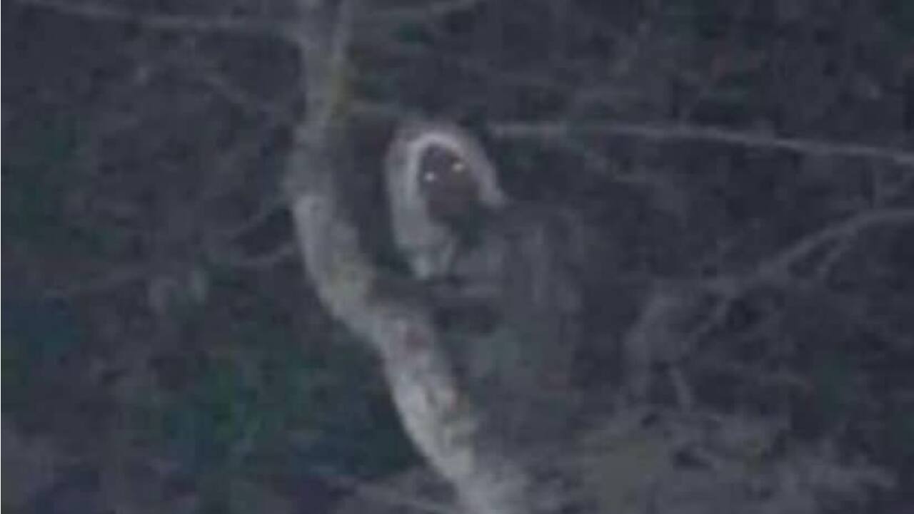 Mexican President shares photo of 'mystical' creature he says was spotted at construction site