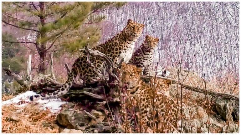 Seven leopard cubs die at Bengaluru biological park after virus attack - Vimarsana News