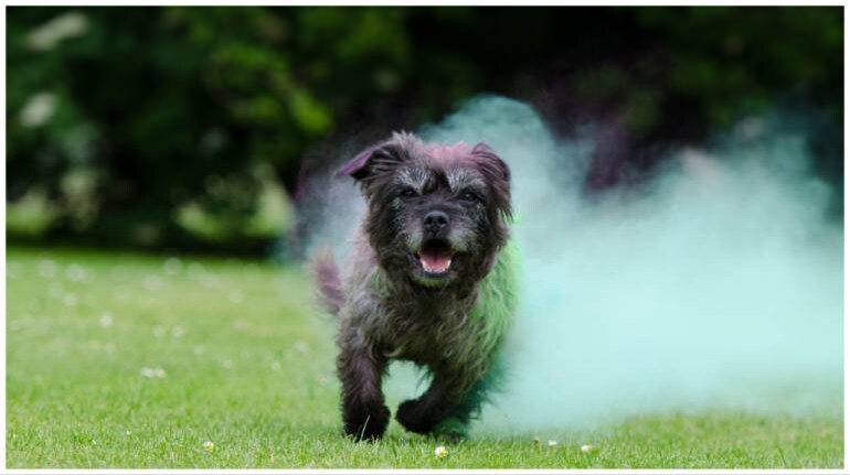 Holi 2023: How to protect pets, stray animals during celebrations Holi 2023: How to protect pets, stray animals during celebrations