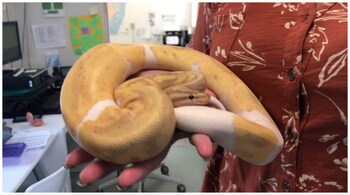 "Banana" will be up for adoption soon. (Image: Screengrab from video shared by LibertyHumaneSociety/Facebook)