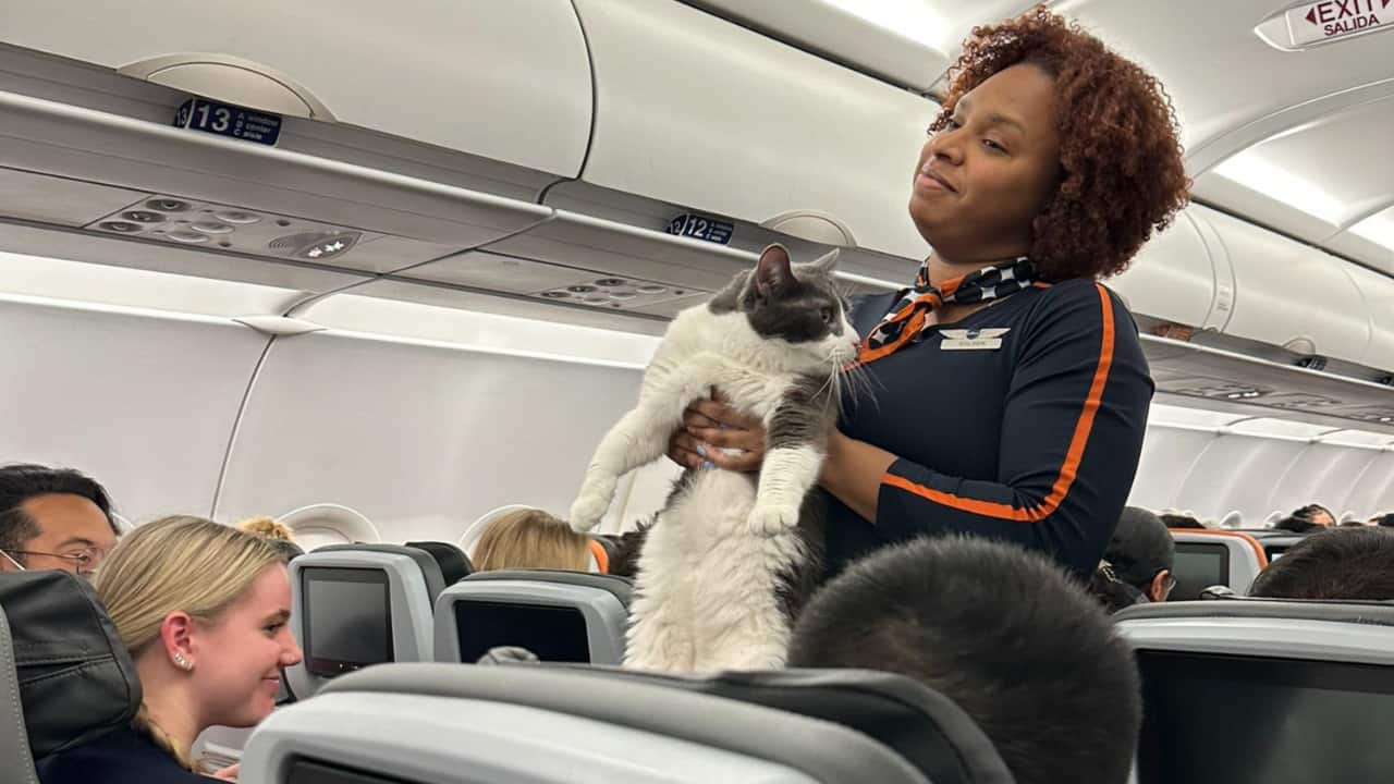 Cat caught roaming around in US flight becomes Twitter celebrity. Meet Brian