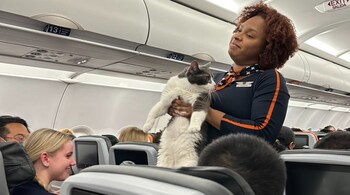 Brian was soon returned to his owner. (Image credit: @gooddirt/Twitter)