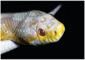 Albino cobra spotted in Maharashtra, rescued by local police