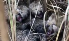 Four cubs born to cheetah brought from Namibia to Kuno National Park