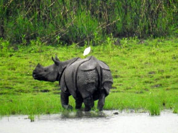 The mutually beneficial coexistence of species, an egret atop the one-horned rhinoceros of Kaziranga, Assam. (Photo: Bindu Gopal Rao)