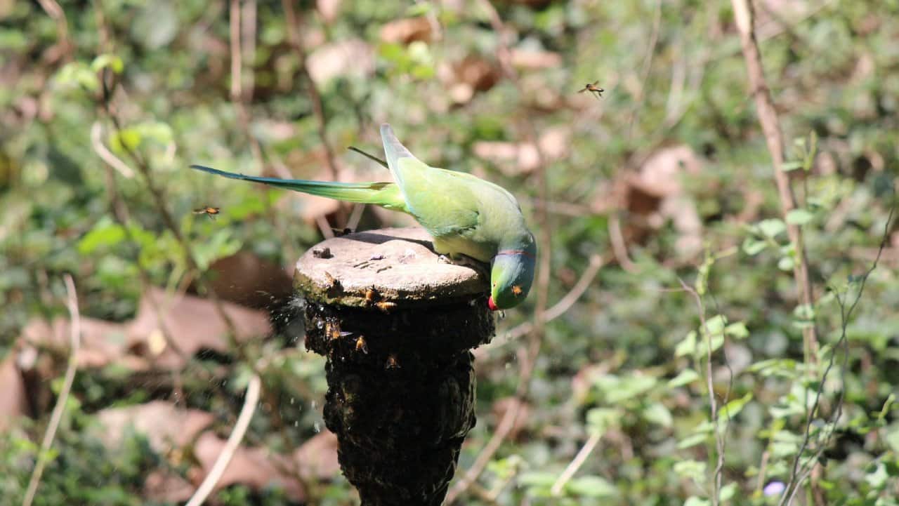In 2022, Wildlife SOS treated over 300 birds for conditions such as fever, dehydration and heatstroke as temperatures crossed 46 degree Celsius in Delhi-NCR. (Representational image: Anshul Sharma via Wikimedia Commons)
