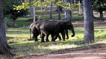 Elephants, too, have taken Indian to the Oscars this year, time Indians treated its elephants, its wildlife better. (Photo: Bindu Gopal Rao)