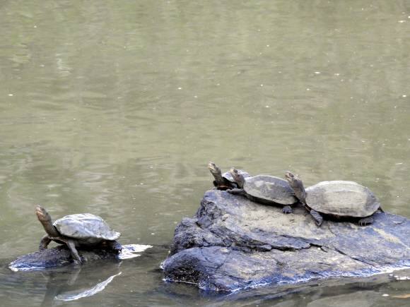 Indian pond terrapin, found in the Sundarbands. The terrapin is one of five freshwater turtles among the world's 50 most-threatened turtles. (Photo: Bindu Gopal Rao)