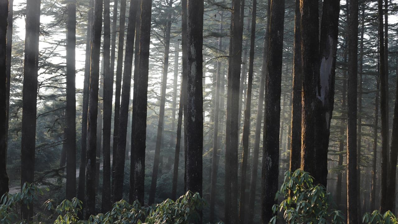 Weekend getaway destination: Why Kanatal must be on top of your must-visit places Weekend getaway destination: Why Kanatal must be on top of your must-visit places